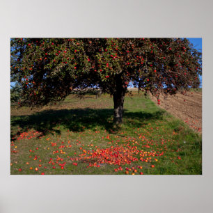 Oude appelboom poster