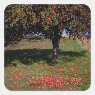 Oude appelboom vierkante sticker