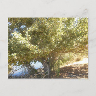 Oude Apple Tree Struik Western Australië Briefkaar Feestdagenkaart