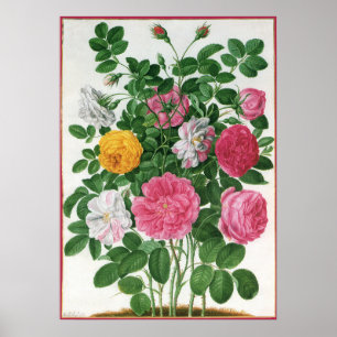 Oude bloeiende bloemen, lentetuinrozen poster