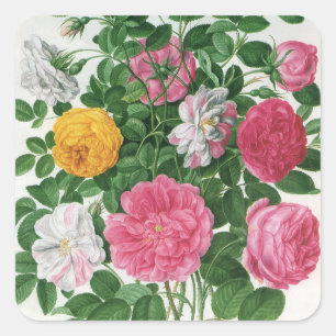 Oude bloeiende bloemen, lentetuinrozen vierkante sticker