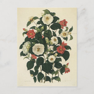 Oude bloemen, antieke tuingrozen bloemen briefkaart