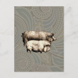Oude boerderij varken landelijk antiek vee briefkaart