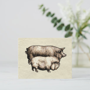 Oude boerderij varken platteland antiek vee briefkaart