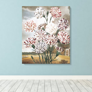 Oude bonte anjerbloemen met grijze lucht canvas afdruk