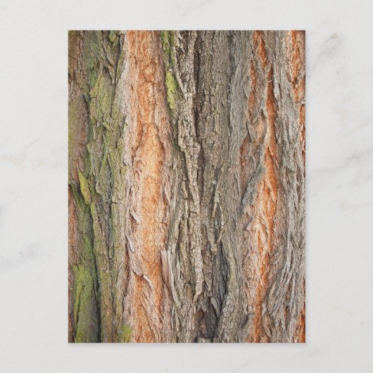 oude boom briefkaart (Voorkant)