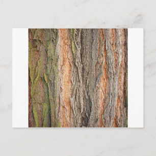 oude boom briefkaart