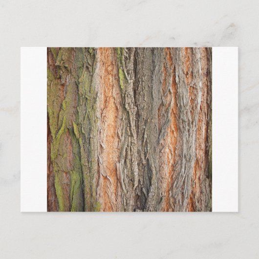 oude boom briefkaart (Voorkant)