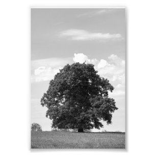 Oude boom foto afdruk