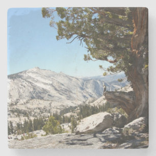 Oude boom in het Nationaal Park Yosemite Stenen Onderzetter