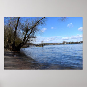 Oude boom op de rivieroever van Nierstein in Duits Poster