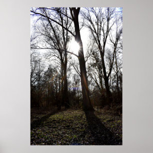 Oude boom, winterzon poster
