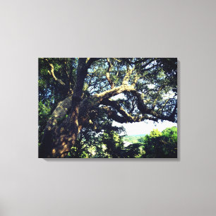 Oude boomfoto enkele druk canvas afdruk