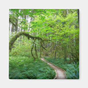 Oude Bos Wandelroute in Olympic National Park Magneet