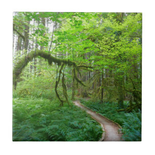 Oude Bos Wandelroute in Olympic National Park Tegeltje