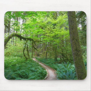 Oude Bosroute in Olympic National Park Muismat