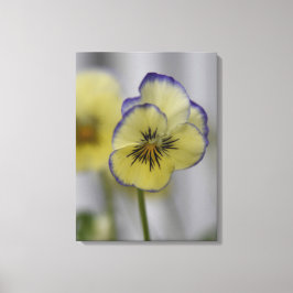 Oude botanische afbeelding - gele en paarse vioolt canvas afdruk