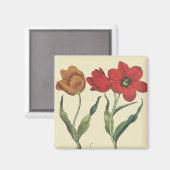 Oude botanische afbeeldingen, bloeiende tulp bloem magneet (Voorkant / Achterkant)