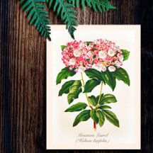 Oude Botanische Berglaurier Bloem