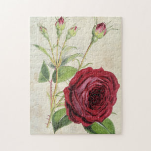 Oude botanische Comte de Falloux Roos Legpuzzel