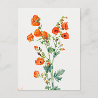 Oude botanische illustratie van bolletjesmalve uit briefkaart