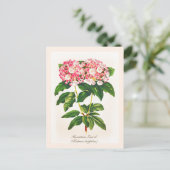 Oude botanische Kalmia-bloem Briefkaart (Staand voorkant)