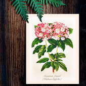 Oude botanische Kalmia-bloem Briefkaart