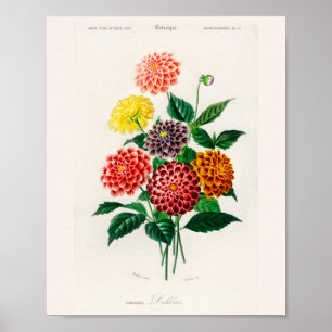 Oude botanische rode dahlia poster