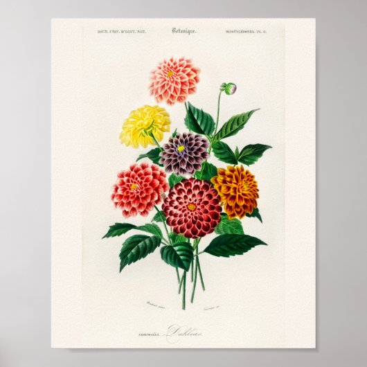 Oude botanische rode dahlia poster (Voorkant)