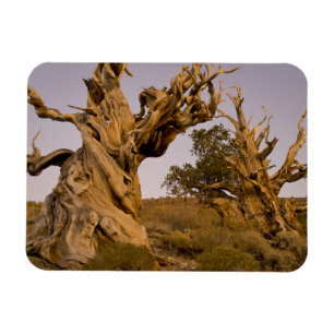 Oude Bristlecone-bos, Witte Bergen, CA Magneet