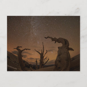 Oude Bristlecone Pine Forest Californië Briefkaart