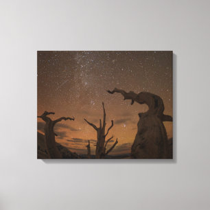 Oude Bristlecone Pine Forest Californië Canvas Afdruk