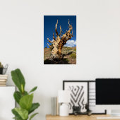 Oude Bristlecone print, waarde Poster papier (Thuiskantoor)