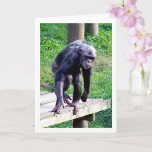 Oude chimpansee kaart