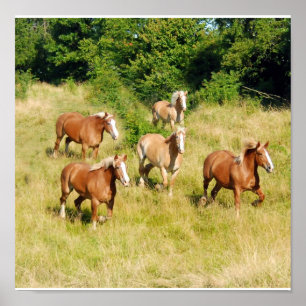 Oude conceptpaarden afdrukken poster