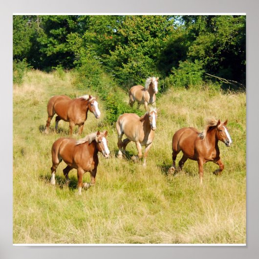Oude conceptpaarden afdrukken poster (Voorkant)
