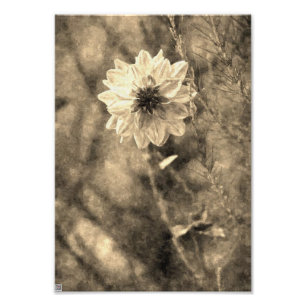 Oude Dahlia Foto Afdruk