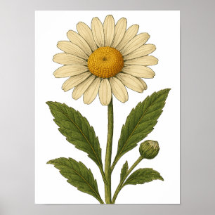 Oude Daisy Poster