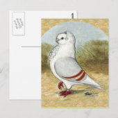 Oude Duitse uil duif in de ronde Briefkaart (Voorkant / Achterkant)