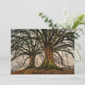 Oude eikenboom in de winter (Staand voorkant)