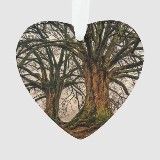 Oude eikenboom in de winter ornament (achterkant)