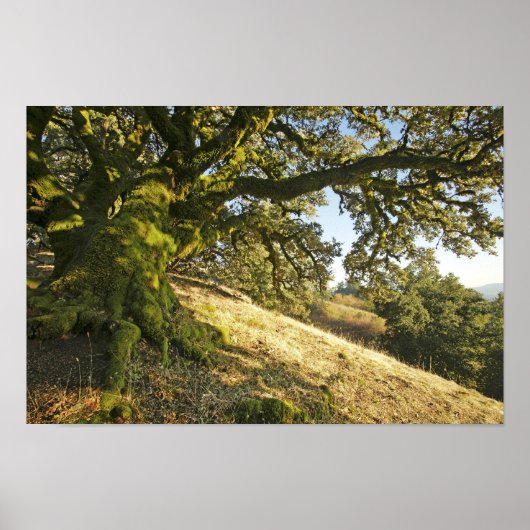 Oude eikenboom poster (Voorkant)
