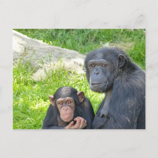 Oude en jonge chimpansee - Briefkaart (Voorkant)