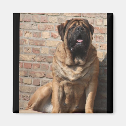 oude engelse Mastiff Magneet (Voorkant)