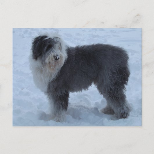 Oude Engelse SHeepdog Post Card - Sneeuwhond! Briefkaart (Voorkant)