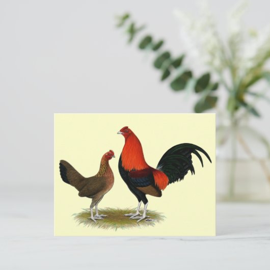 Oude Engelse spelbantams: BB Red Pair Briefkaart (Staand voorkant)