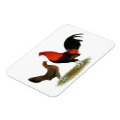 Oude Engelse spelbantams: BB Red Pair Magneet (Linkerzijde)