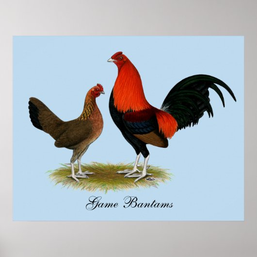 Oude Engelse spelbantams: BB Red Pair Poster (Voorkant)
