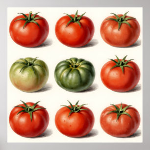 Oude erfgoed tomatensoort botanisch raster poster