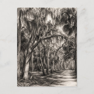 Oude Florida Oak Hammock Grafiet Schets   Rockledg Briefkaart